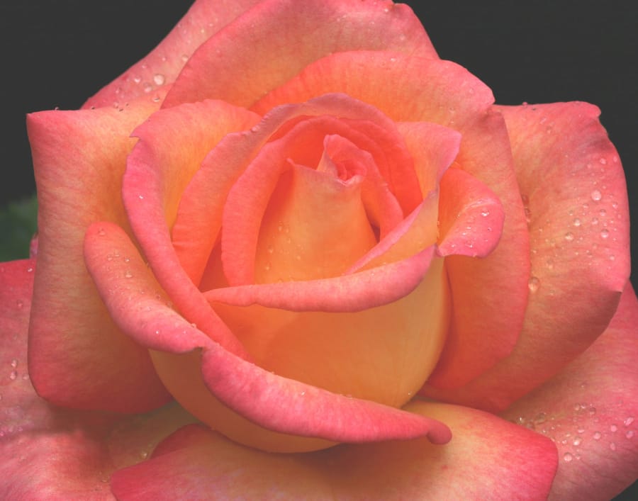 The Fort Vancouver Rose Society will hold its annual Rose Show at First Evangelical Church in Vancouver.