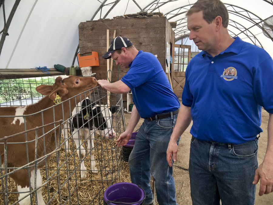 In this Thursday, May 17, 2018 photo, Dan Ripley, left, and his brother Tom Ripley of the Ripley Family Farm check on a Guernsey calf at their facility in Moravia, N.Y., Thursday May 17, 2018. Dairy companies looking for ways to appeal to people who avoid milk because of indigestion are promoting what they describe as a natural, easier-drinking alternative called A2 milk. “Our approach has been, ‘Listen, if you thought you had trouble with milk, try our A2 milk because you may be able to have it,’” said Dan Ripley, whose farm has both ordinary cows and those producing what he sells as “Premium A2 Guernsey” milk.