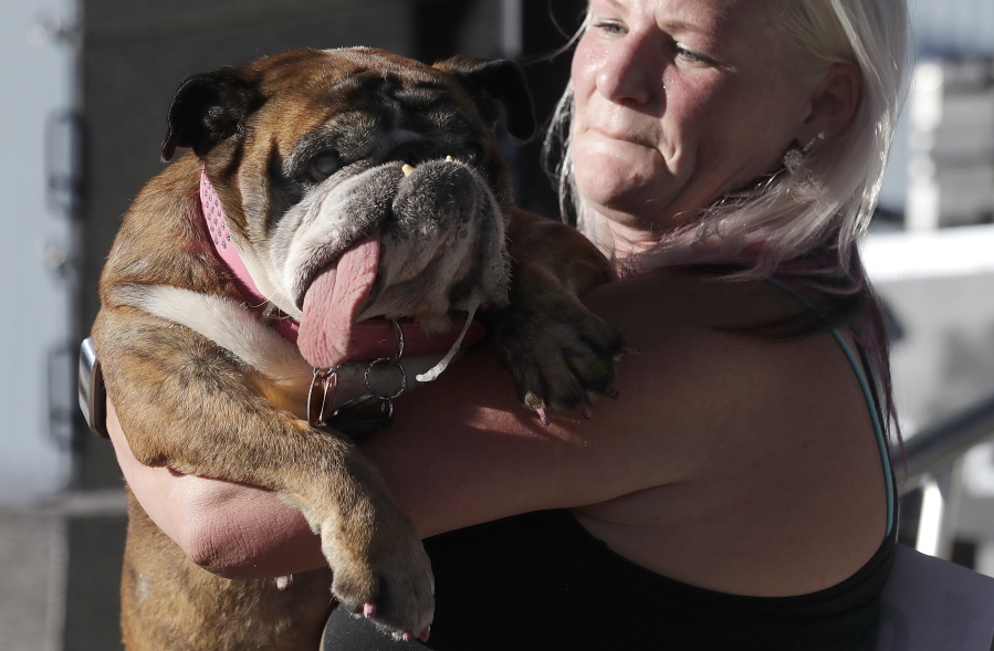 Zsa Zsa, an English Bulldog, is carried by owner Megan Brainard during the World’s Ugliest Dog Contest at the Sonoma-Marin Fair in Petaluma, Calif., Saturday, June 23, 2018. Zsa Zsa won the contest.