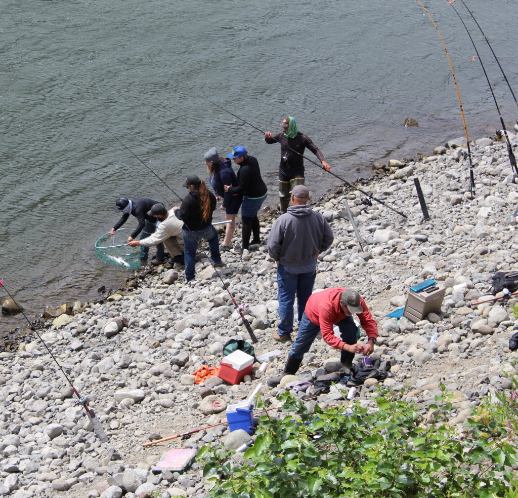 Anglers on Hamilton Island below the Bonneville Dam measure a summer chinook to see if it is shorter than 24 inches. The retention of adult Chinook below Bonneville was closed on July 1, but anglers can keep jacks.