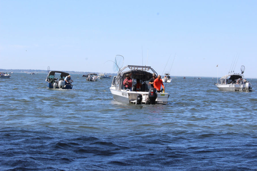 The Buoy 10 fishery at the mouth of the Columbia River is the largest salmon fishery in the Lower 48.