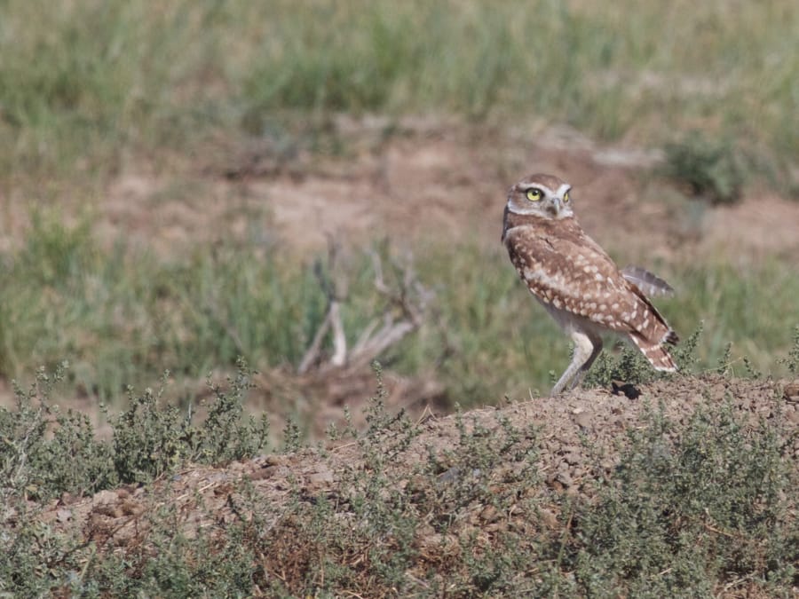 A burrowing owl hunts for prairie dogs in the heart of the American Prairie Reserve. Unlike other owls that typically fly while hunting, the burrowing owlÌs long legs allow it to spring along the ground after prey.