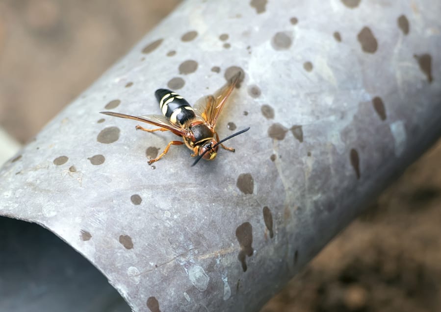 A cicada killer wasp.