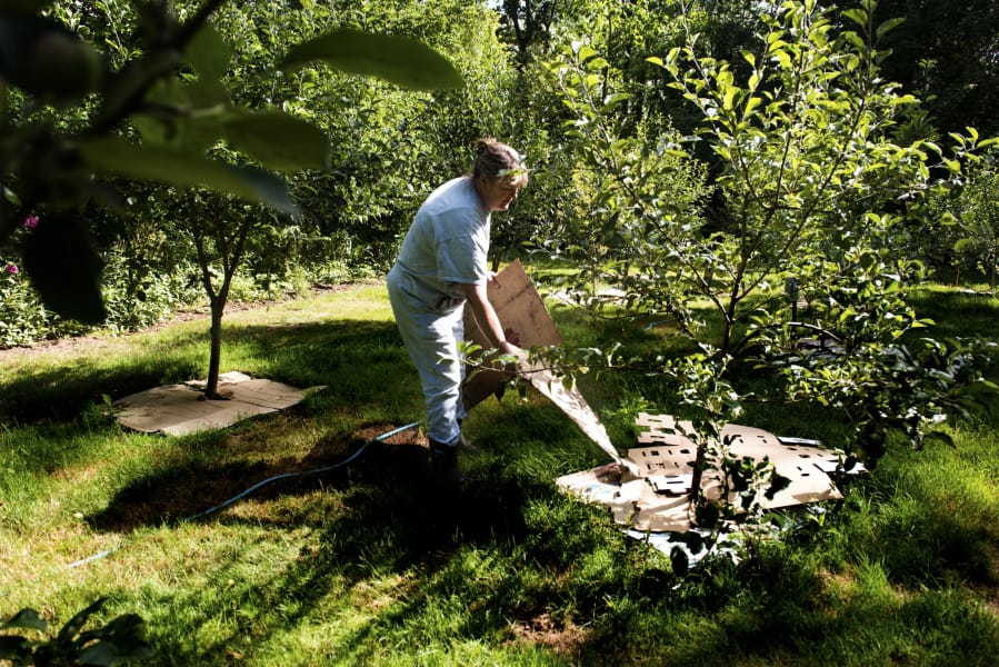 Brenda Calvert, co-owner of Half Moon Farm, lays material at the heritage apple orchard to collect moisture around the trees. Calvert estimates she’s purchased around 300 plants from the Clark Conservation District in the last few years.