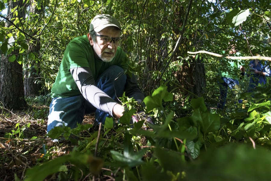 VINE Squad volunteer Bob Cather of Hazel Dell pulls at a string of English ivy during a cleanup event Thursday at LeRoy Haagen Memorial Community.