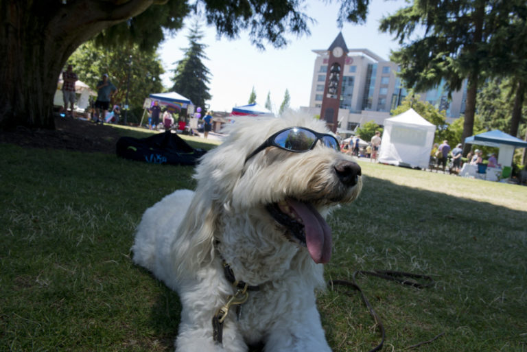 Baxter, the dog, relaxes in the heat at the Pride event Saturday in Esther Short Park.