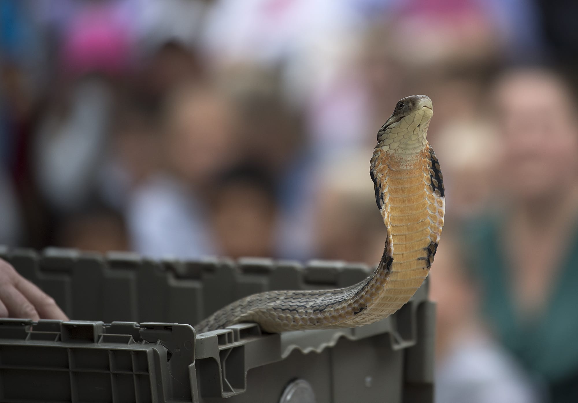 A king cobra emerges from his crate to greet the audience at Three Creeks Community Library on Thursday morning, July 19, 2018.