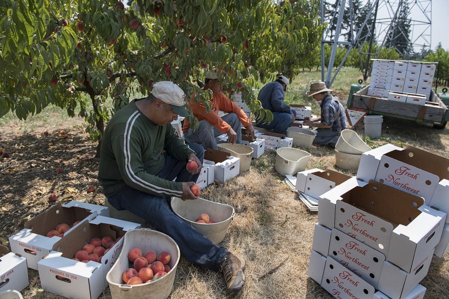 Supervisor Armando Razo, left, joins fellow workers as they harvest peaches at Joe’s Place Farms on Monday. As the region’s heat wave continues, Joe’s Place Farms owner Joe Beaudoin said his farm is having trouble for a second straight year.