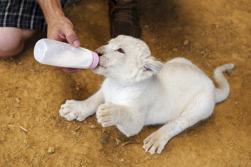 In this Wednesday July 11, 2018 photo, Jaymis Werner, park director, feeds milk to Luna, a seven-week-old white African lion cub, as she makes her public debut at Tiger Creek Animal Sanctuary in Tyler, Texas. Luna will go on display twice a day at 10 a.m. and 1 p.m. (Sarah A.