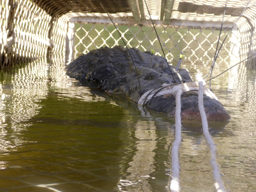 In this Monday, July 9, 2018, photo provided by the Northern Territory Department of Tourism and Culture, a large crocodile is captured in a trap near Katherine, Australia. Northern Territory Parks and Wildlife said in a statement on Tuesday, July 10, 2018, it had trapped the 600-kilogram (1,300-pound) reptile only 30 kilometers (19 miles) downstream from Katherine Gorge, a major tourist attraction outside the Northern Territory town of Katherine.
