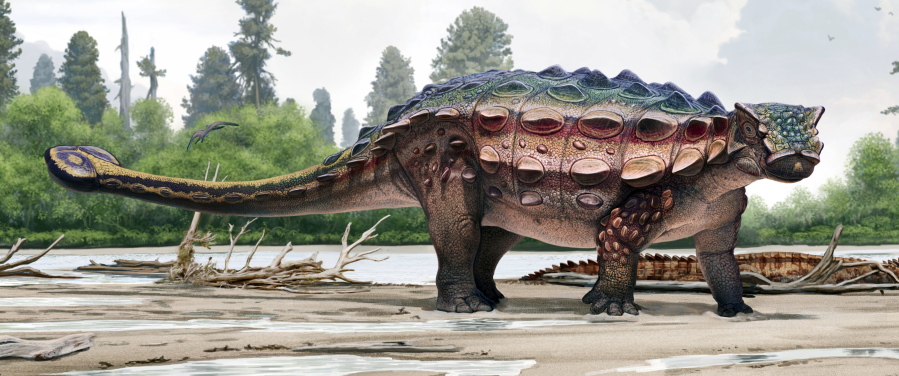 This artist’s rendering shows an ankylosaur, a squat plant-eater covered in bony armor from its spiky head to its clubbed tail. At lower left, a skull of an ankylosaur, discovered in Utah.