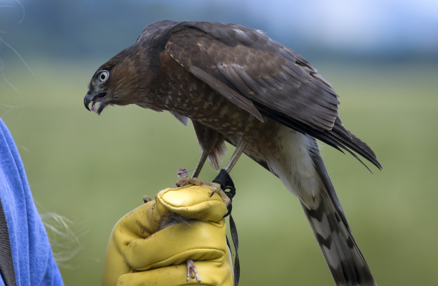 Tink gulps a bit of quail meat fed to her by Carnahan. Weighing just 5½ ounces, the female sharp-shinned hawk hunts starlings, English sparrows and other small birds around Carnahan’s Tangent-area farm on June 4, 2018.