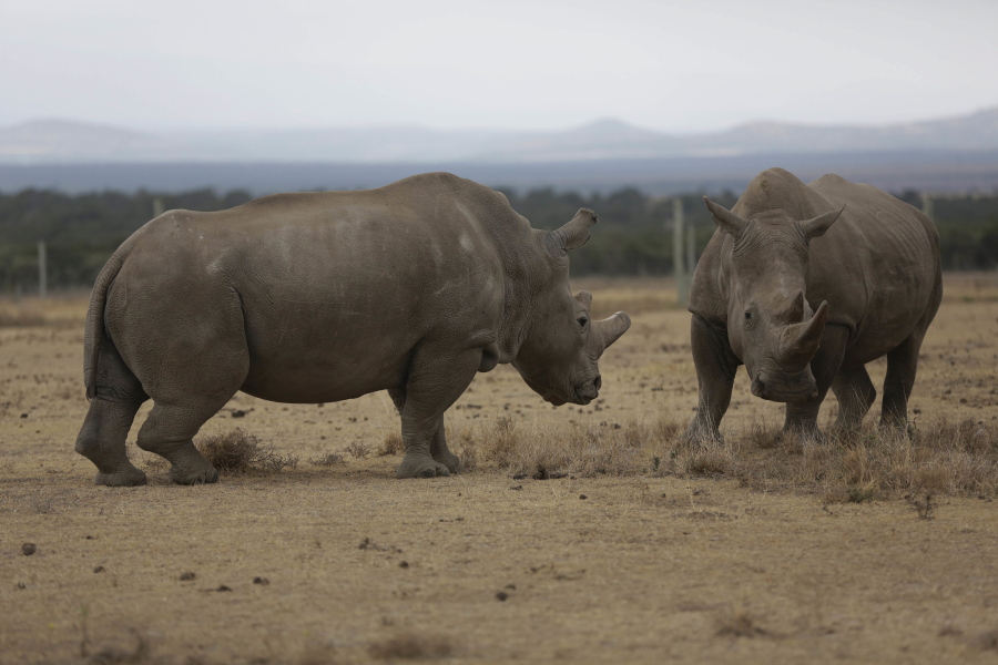 Fatu, left, and Najin, right, the only two female northern white rhinos left in the world, grace the pen where they are kept for observation March 2 at the Ol Pejeta Conservancy in Laikipia county in Kenya.