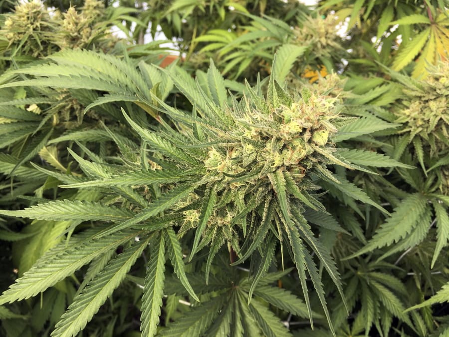A marijuana bud before harvesting at a rural area near Corvallis, Ore. The Oregon agency overseeing the state’s legal medical marijuana industry admits in a report it has not effectively provided oversight of growers and others, creating opportunities for weed to be diverted into the highly profitable black market.