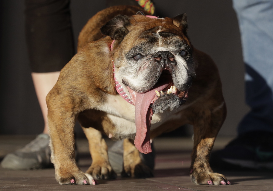 Zsa Zsa, an English bulldog owned by Megan Brainard, stands onstage June 23 after being announced the winner of the World’s Ugliest Dog Contest at the Sonoma-Marin Fair in Petaluma, Calif. The 9-year-old dog has since died.