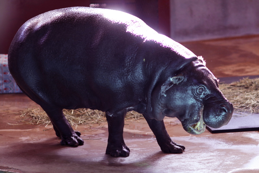 Francesca, a 26-year-old pygmy hippopotamus makes her first appearance at the Oklahoma City Zoo in Oklahoma City since moving from the San Diego Zoo. The Oklahoma City Zoo and Botanical Garden announced the hippo’s death Wednesday and said caretakers examined Francesca last week after she showed signs of illness.