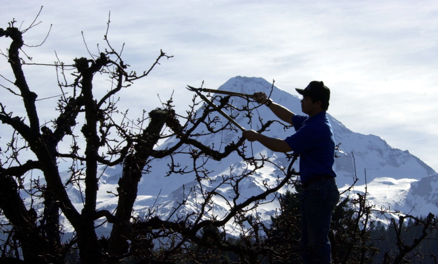 Mount Hood is seen in the background as a budding pear tree is pruned in Parkdale, Ore., on March 11, 2005. Right: Pilot Dave McCarty sprays a pesticide near St. Helens, Ore., on May 22, 2007.