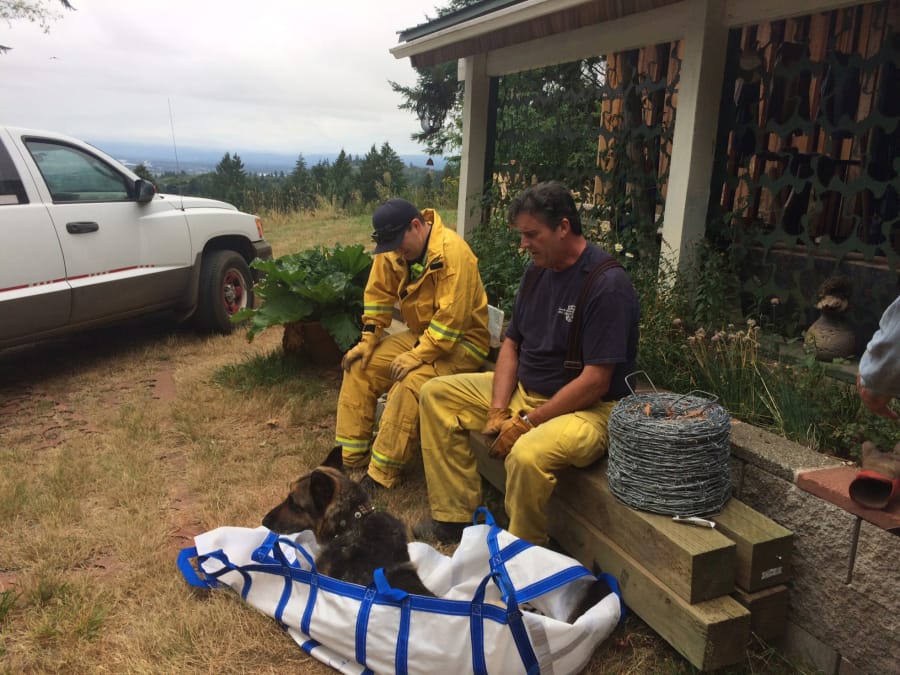 Clark County Fire & Rescue firefighters Kenny Bjur and Todd McCabe take a break with Sheppy after carrying him out of the gully where he’d been stuck for three days.