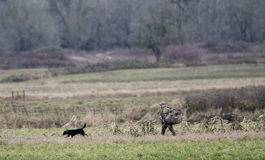 A hunter and his dog move about while waterfowl hunting at the Shillapoo Wildlife Area in the Vancouver Lake lowlands, which could see changes implemented.