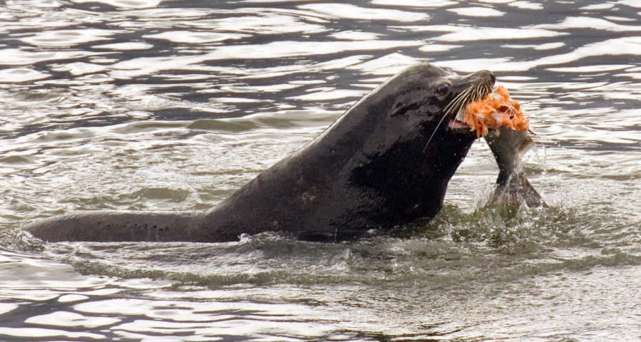 A sea lion eats a salmon in the Columbia River near Bonneville Dam on April 24, 2008, in North Bonneville. A bill that would make it easier to kill sea lions that gobble endangered salmon in the Columbia River has cleared a key committee in the U.S. Senate. The measure allows the federal government to issue permits to Washington, Idaho and Oregon, and several Pacific Northwest tribes, allowing up to 100 sea lions to be killed a year.