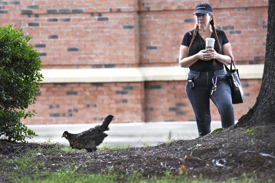 Lisa Haggerty, a barista at Starbucks inside the Ballantyne Harris Teeter, watches Henrietta the chicken search for food under a large oak tree on Aug. 3. The chicken has been living in and around the Harris Teeter parking lot since April. John D.