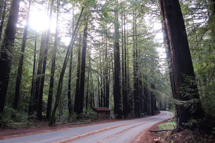 A sudden remnant of a giant redwood forest appeared on the drive along Lucas Valley Road in Marin County, Calif.