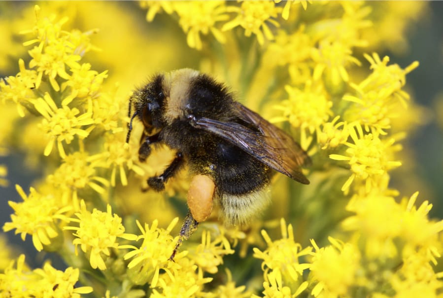 A western bumble bee lands on Canada goldenrod.