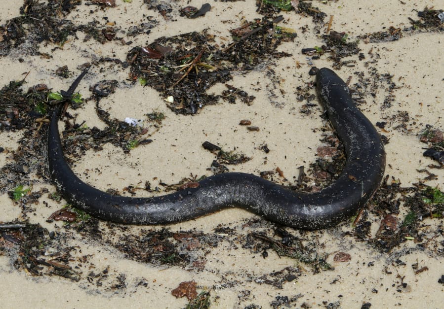 An American eel lies on the edge of the waters of the Mississippi Sound in a file image from 2010.