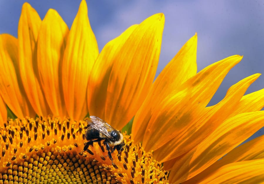 A single sunflower consists of hundreds of individual florets, each of which becomes a seed after pollination by bees.
