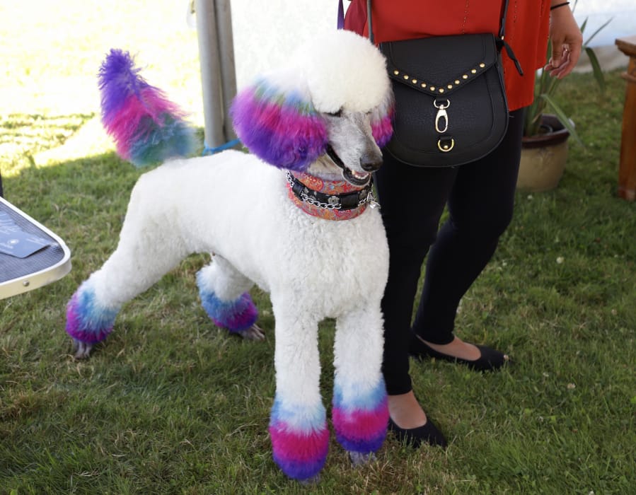 Standard poodle Aria shows off her festive dye job.