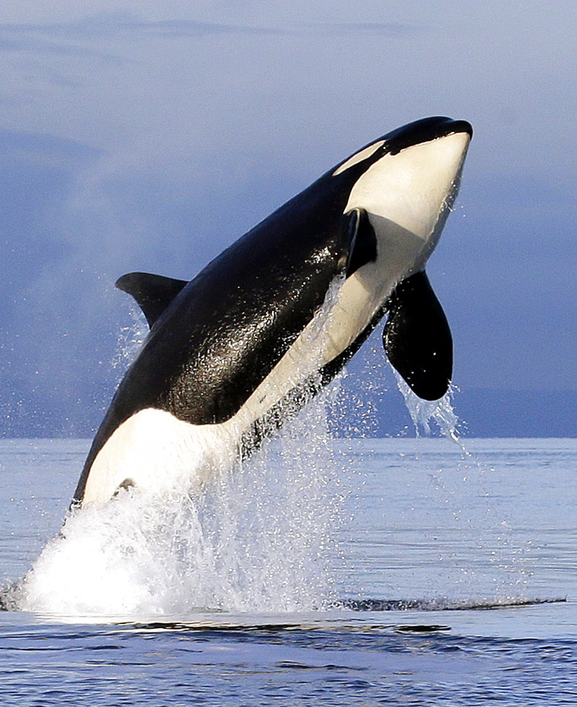 FILE - In this Jan. 18, 2014, file photo, an endangered southern resident female orca leaps from the water while breaching in Puget Sound, west of Seattle. With the Pacific Northwest's killer whales struggling, an environmental group is suing to force President Donald Trump's administration to expand protected habitat in an effort to help them recover.