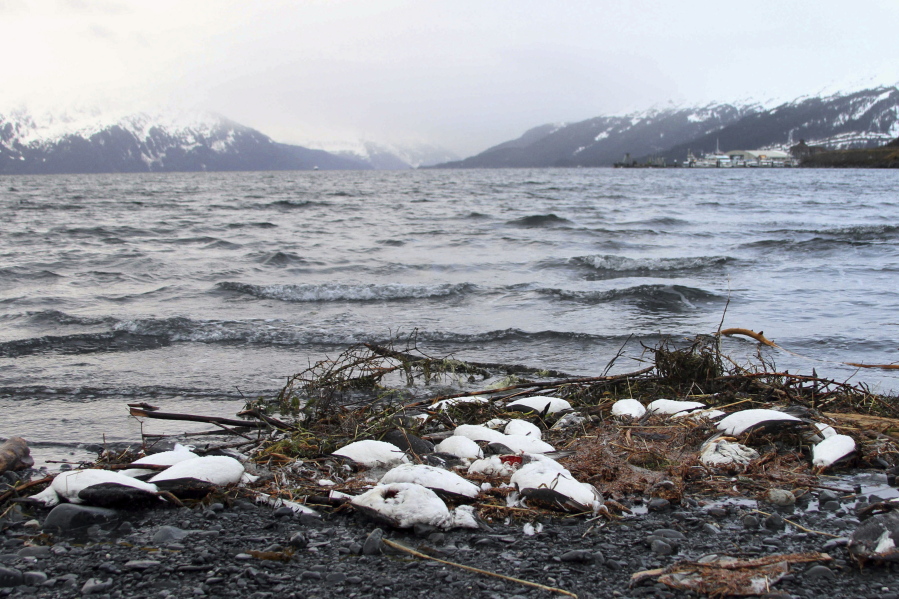 Dead common murres lie washed up on a rocky beach Jan. 7, 2016, in Whittier, Alaska.