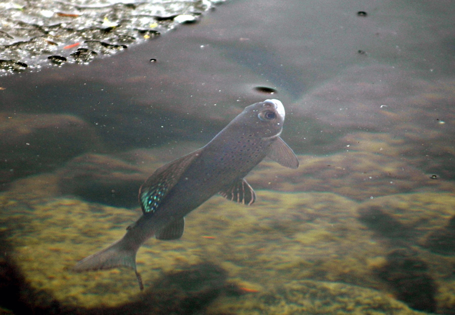 An Arctic grayling is shown in Emerald Lake in Bozeman, Mont.