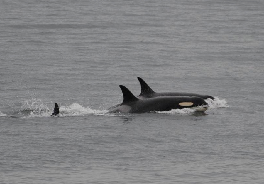 An orca, known as J35, foreground, swims with other orcas near Friday Harbor. Researchers said J35 — an endangered killer whale that drew international attention as she carried her dead calf on her head for more than two weeks — is finally back to feeding and frolicking with her pod.