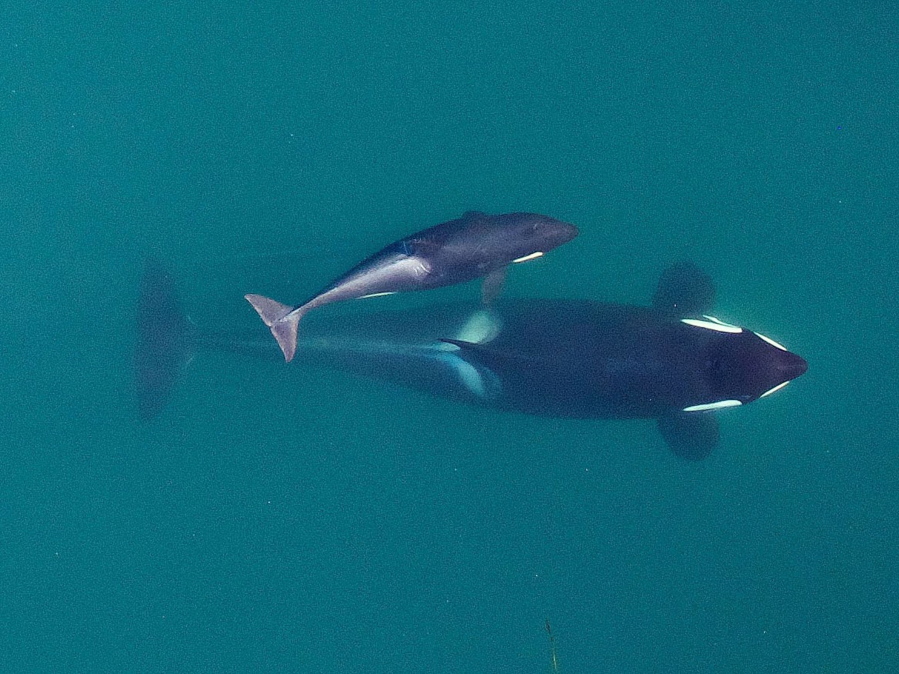 An aerial view of adult female southern resident killer whale J16 swims with her calf, J50. Federal officials are weighing options to save an emaciated endangered orca that includes feeding it live salmon dosed with medicine. Biologists are worried about the survival of now 3½-year-old orca J50, a member of a dwindling population of whales that spend time in Pacific Northwest waters.
