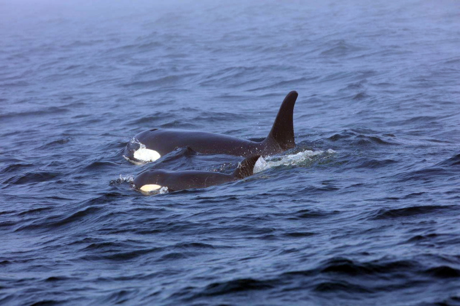 Southern resident killer whale J50 and her mother, J16, swim Aug. 7 off the west coast of Vancouver Island near Port Renfrew, B.C.