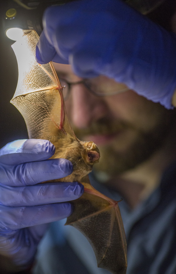 Virginia Tech Ph.D. student Sam Freeze examines a just captured Eastern red female bat in Prince William Forest Park in Quantico, Va. Six nights a week in the summer, Freeze tromps through the woods at Marine Corps Base Quantico in search of northern long-eared bats, a species decimated by a mysterious disease in recent years. Most nights, the search comes up short.