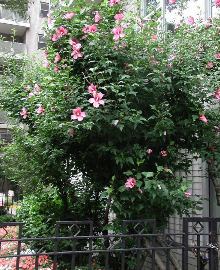 A rose of Sharon shrub in New York. Not related to rose, rose of Sharon is a tough shrub that bears colorful blossoms that look like hibiscus blossoms, even under urban conditions.