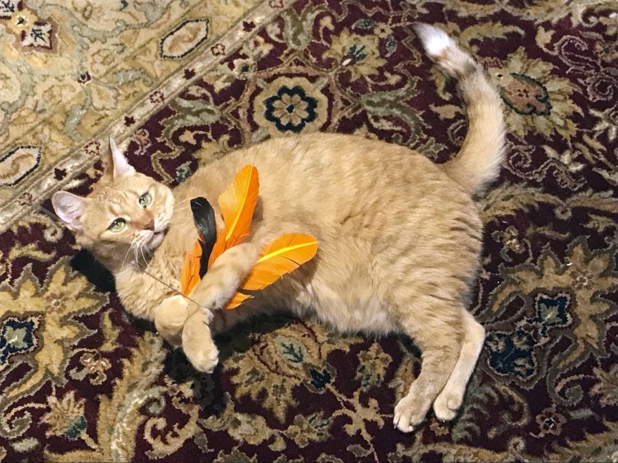 In this July 31, 2018 photo provided by Kathrine Varnes, Wheel tackles a feather toy in her home in Larchmont, N.Y.