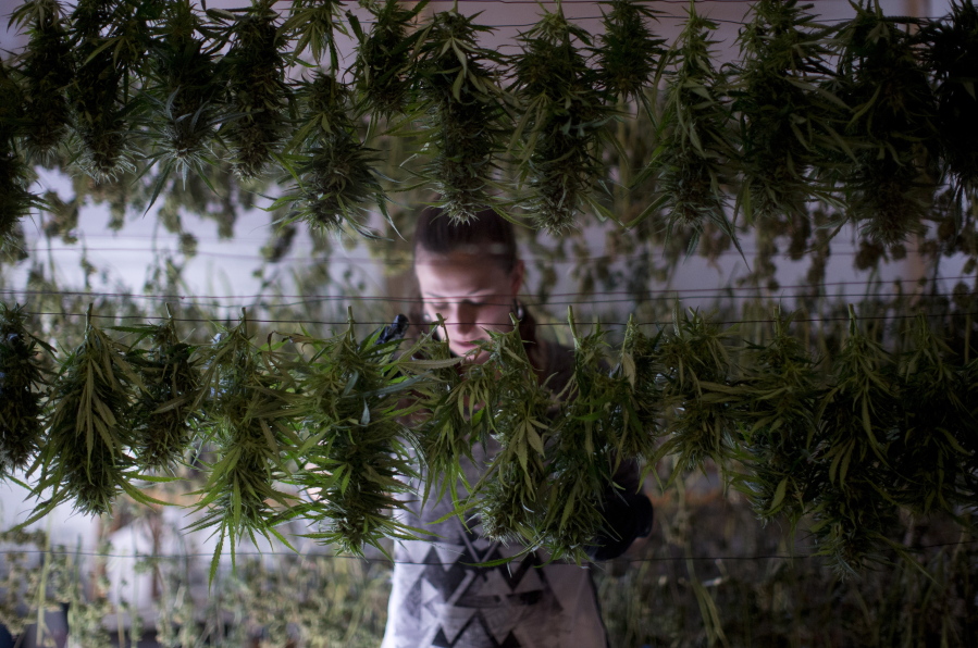 FILE - In this Oct. 13, 2015, file photo, Lauren Silberman, 29, hangs marijuana after harvesting at Michael Monarch's southern Oregon marijuana grow, in Ashland, Ore. Oregon will require cultivators growing outdoor marijuana for general use to notify the state when they plan to harvest. The rule that takes effect Saturday, Sept. 1, 2018, is intended to prevent marijuana from being diverted out-of-state to the black market after pressure from federal officials.