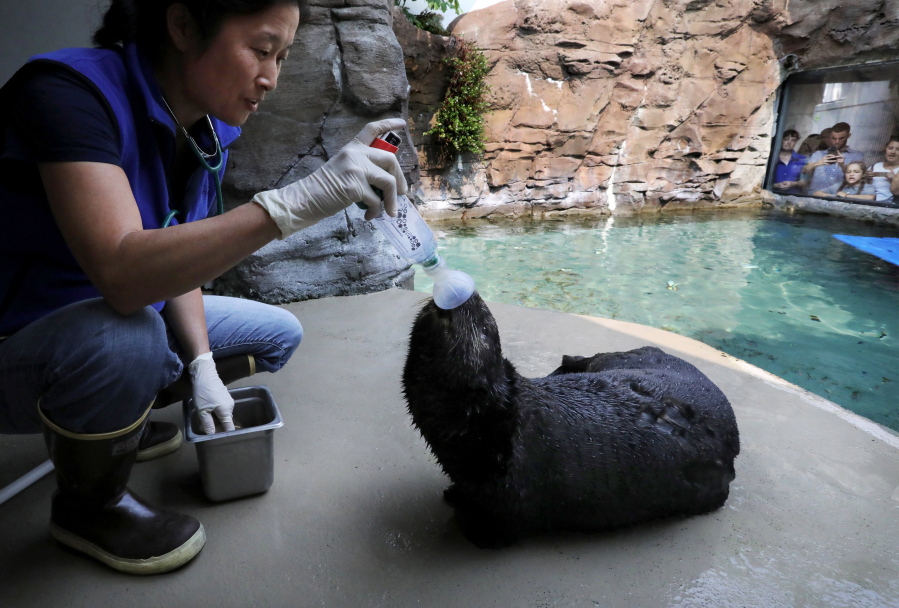 Mishka is the only known sea otter to be diagnosed with asthma and has been taught to use an inhaler at the Seattle Aquarium, here with the help of biologist and animal care specialist Caroline Hempstead, on Wednesday in Seattle.