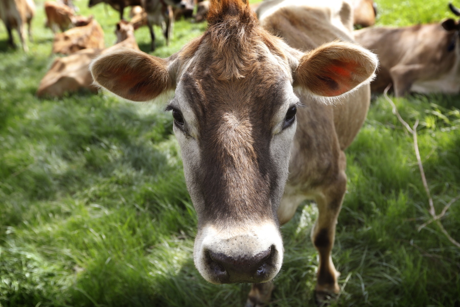 In this May 8, 2018, photo, a Jersey cow feeds in a field on the Francis Thicke organic dairy farm in Fairfield, Iowa. Small family operated organic dairy farms with cows freely grazing on verdant pastures are going out of business while large confined animal operations with thousands of animals lined up in assembly-line fashion are expanding. Many traditional small-scale organic farmers are fighting to stay in business by appealing to consumers to look closely at the organic milk they buy to make sure it comes from a farm that meets the idyllic expectations portrayed on the cartons.