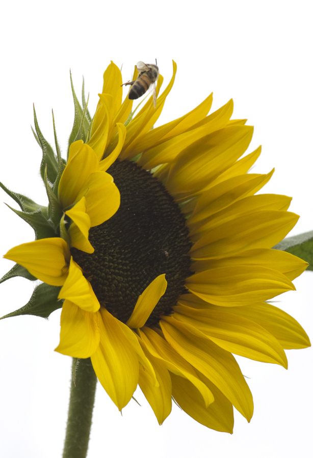 Armloads of fresh-cut sunflowers will be for sale during the Sunflower Festival at Heisen House Vineyards Aug. 25.