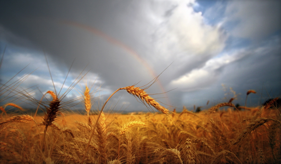 A rainbow shines over a sun-bathed wheat field July 16, 2012, east of Walla Walla.