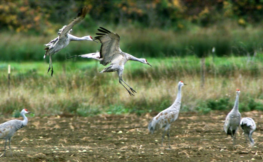 The sandhill crane is considered extremely ancient; the oldest fossil example has been dated at 2.5 million years old. But since 1989, the species has been listed as endangered in Washington.