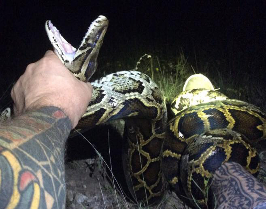 The 1,000th Burmese python caught as part of South Florida Water Management District’s Python Elimination Program.
