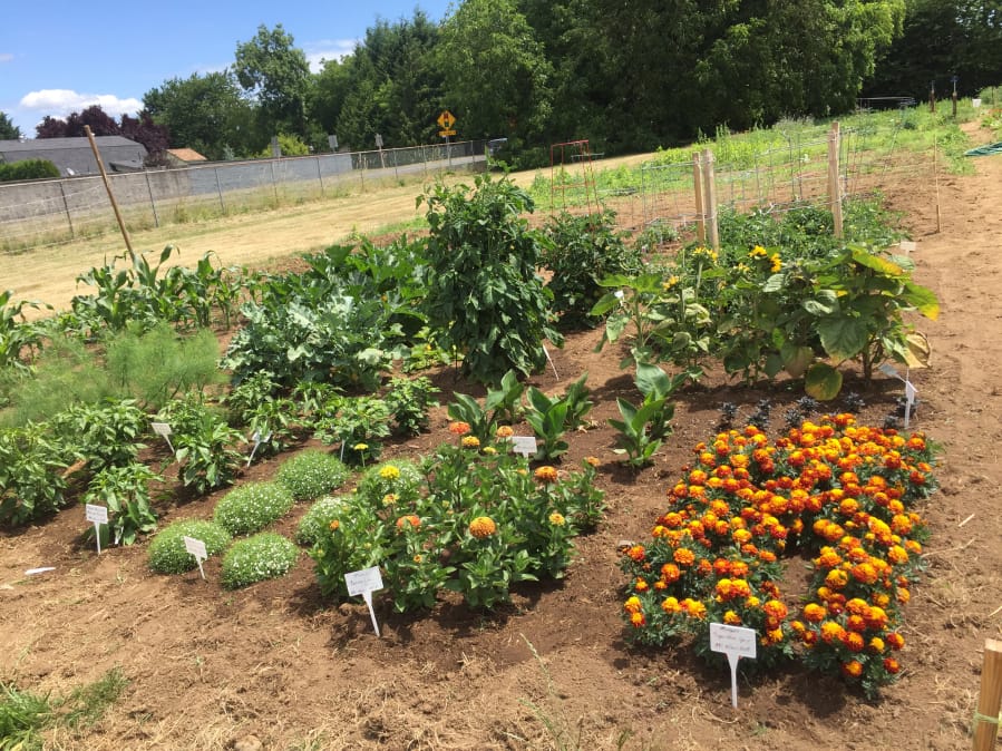 Allen Wilson planted varieties of new flowers and vegetables that were All-America award winners. He grew the plants to be transplanted to a community garden plot at the Church of Jesus Christ of Latter-Day Saints at N.E. 50th Avenue and N.E. 99th Street in Vancouver.