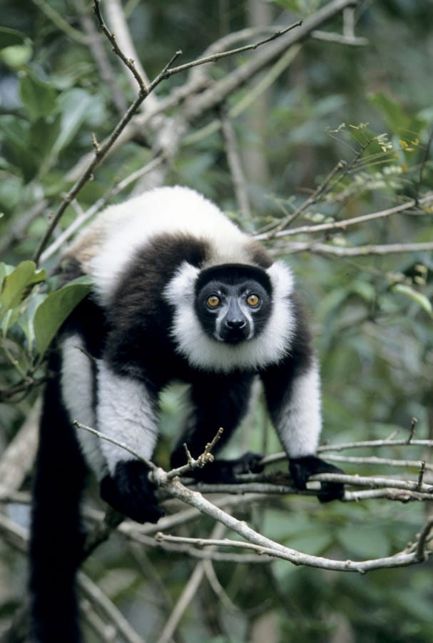 A black-and-white ruffed lemur in the trees of Madagascar.