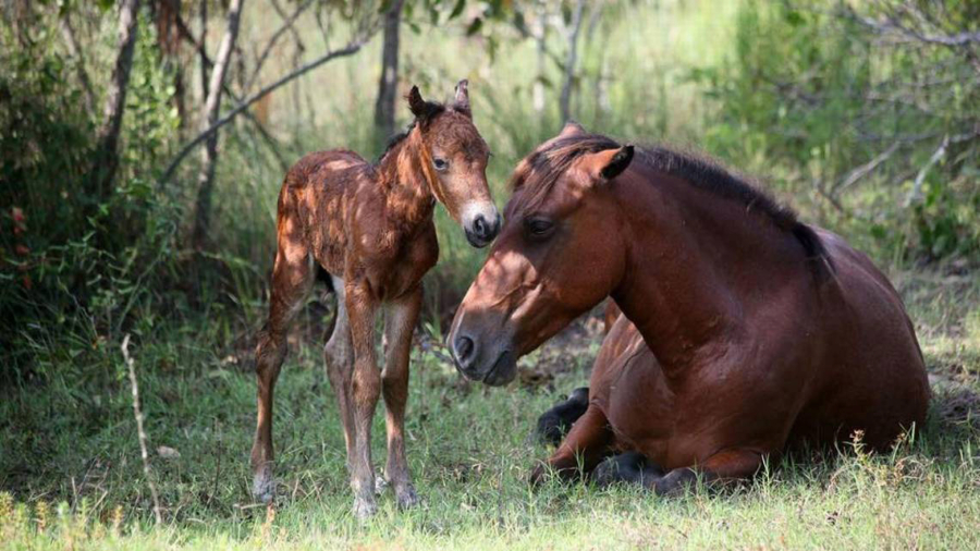 A filly was born to North Carolina’s wild horse herd Aug. 22 in Corolla. She’s pictured here with her mother.