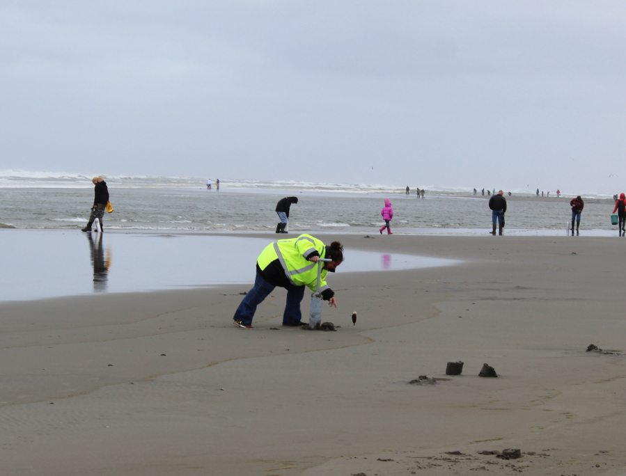 Local razor clam diggers will have until December 23 to keep 20 clams on Washington beaches as the limit will return to 15 on Dec. 30, 2021.